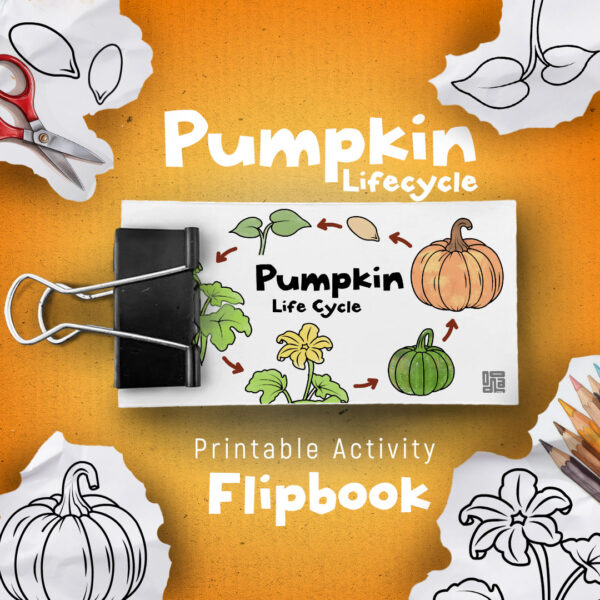 Pumpkin Life Cycle Activity Flipbook With Coloring Pages, Printable Nature Study, Fall Activity for kids, Learning Activities, Halloween