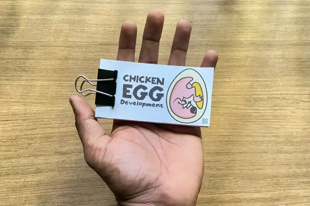 Step-by-step guide to creating your own chicken embryo flipbook.