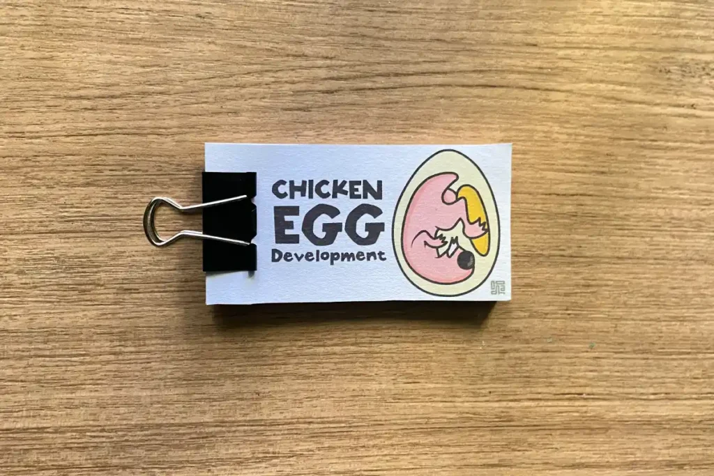 Learn the stages of chick development with this fun printable craft.