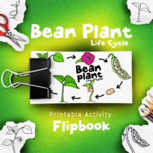 Bean. plant. lifecycle flipbook animation