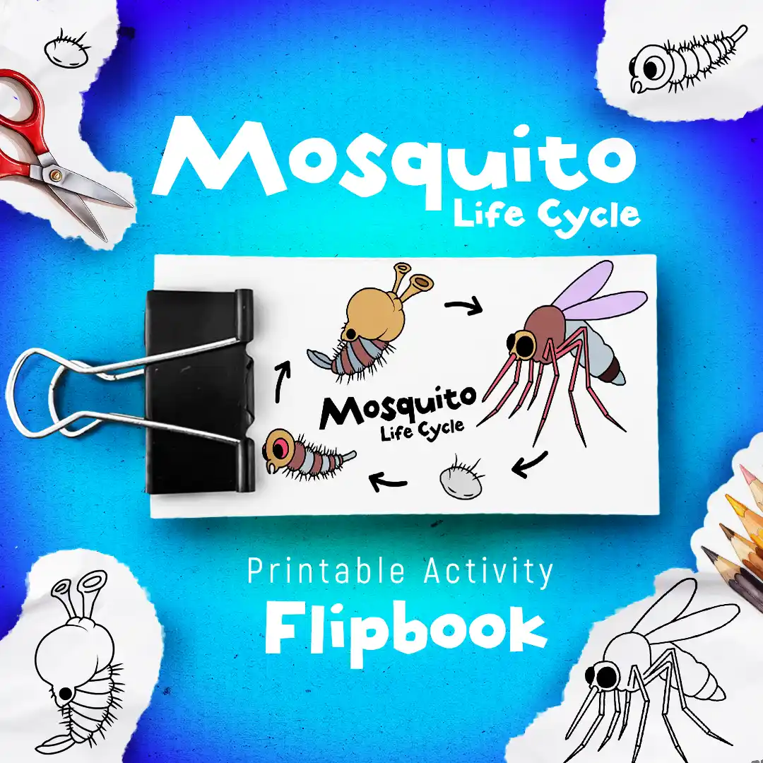 Mosquito Life Cycle Flipbook