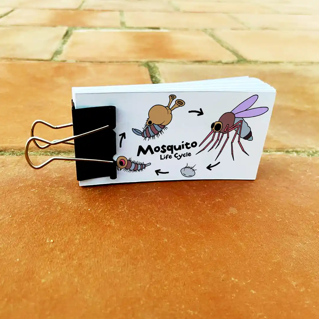 Life cycle of a mosquito insect Animated Flipbook