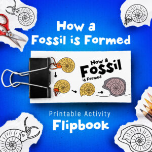 How a fossil is formed flipbook animation