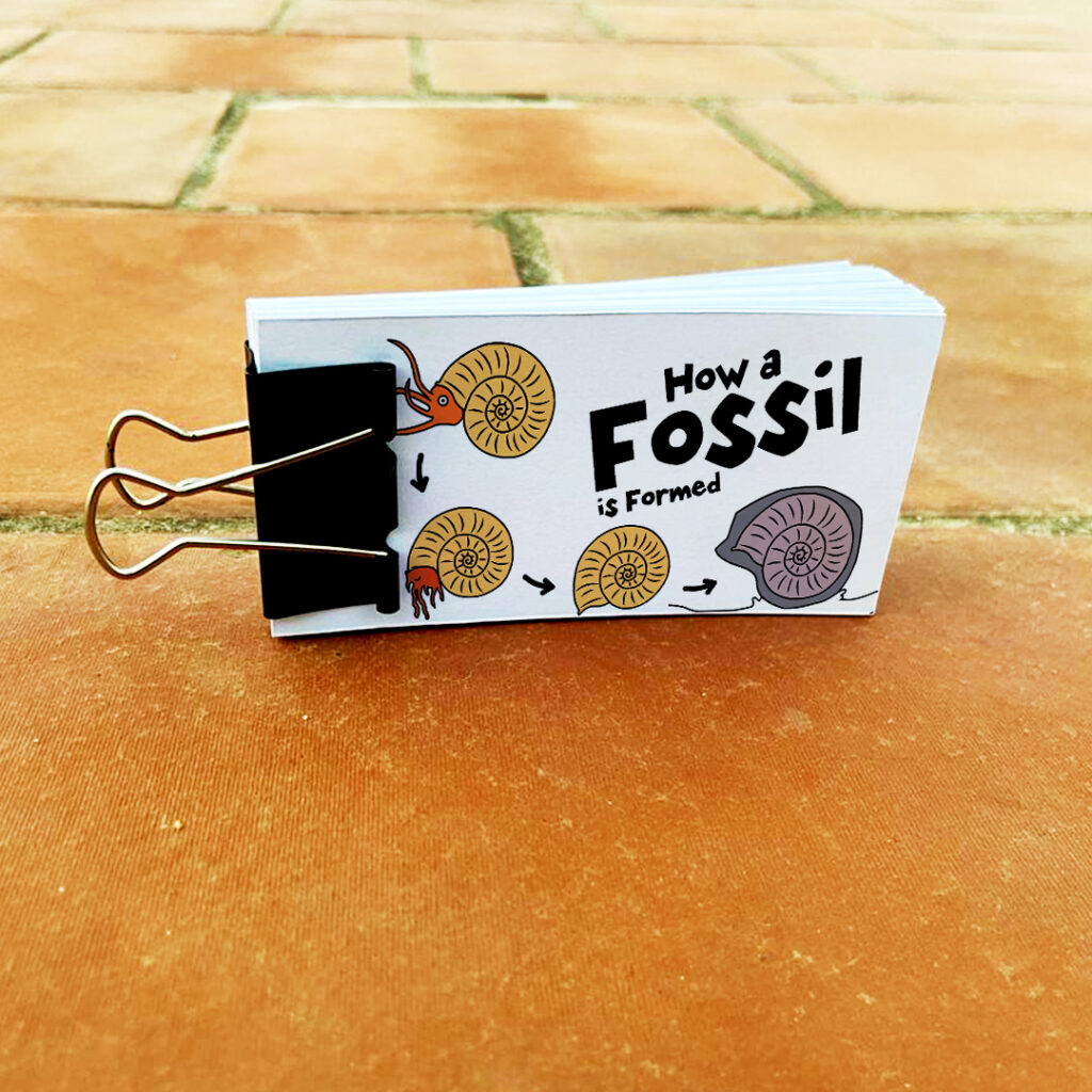 How a fossil is formed flipbook animation