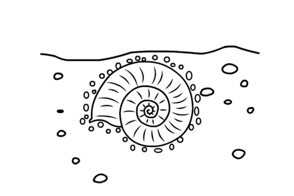 Minerals replacing shell material in an ammonite fossil, permineralization process.
