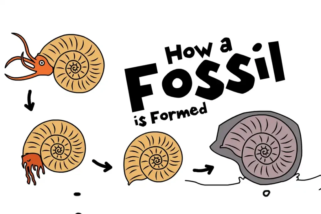 How Fossils Are Formed: The 6-Stage Journey of an Ammonite