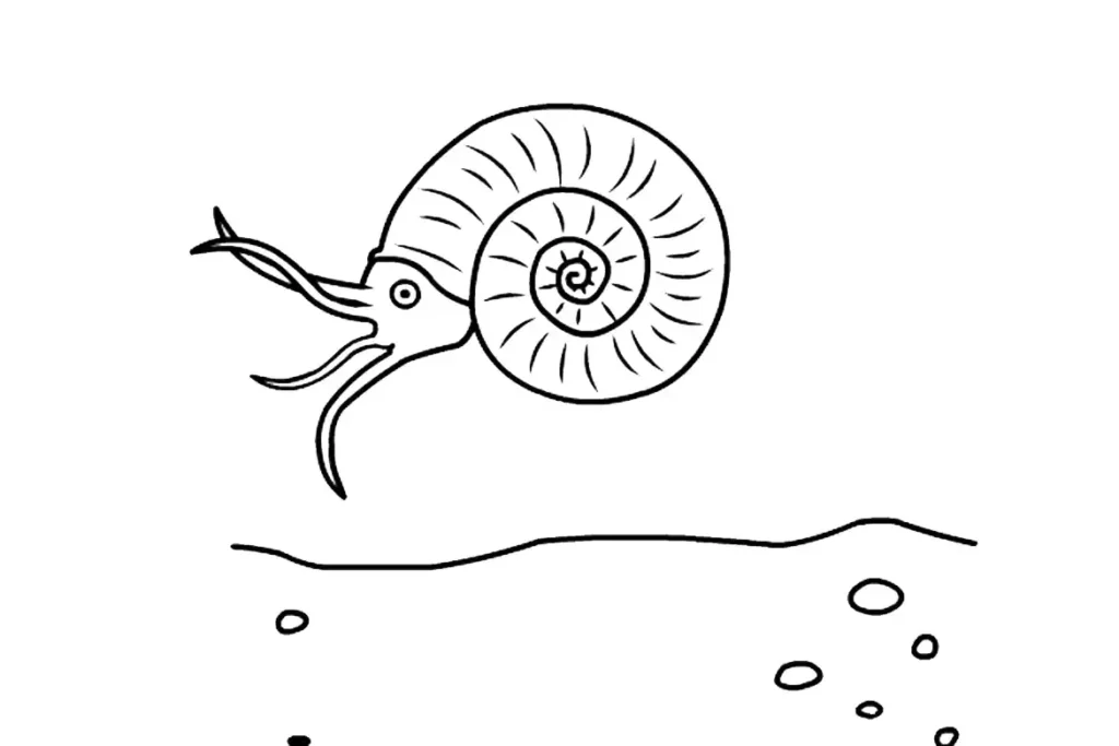 Living ammonite swimming in the sea, stage 1 of how fossils are formed.