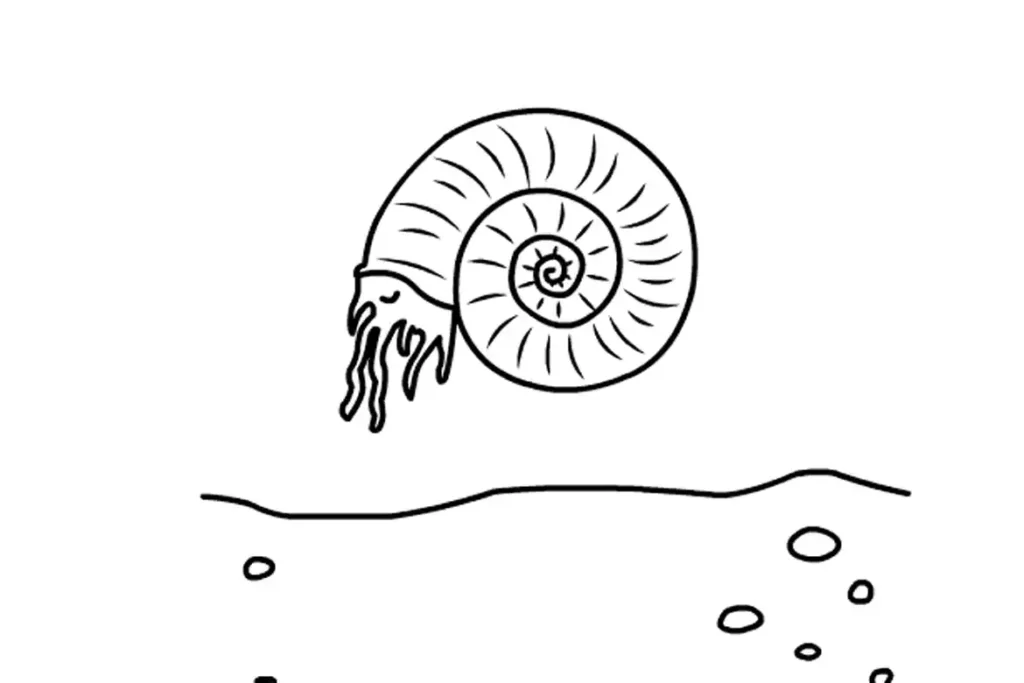 Ammonite shell on the ocean floor, the decay stage of the fossilization process.