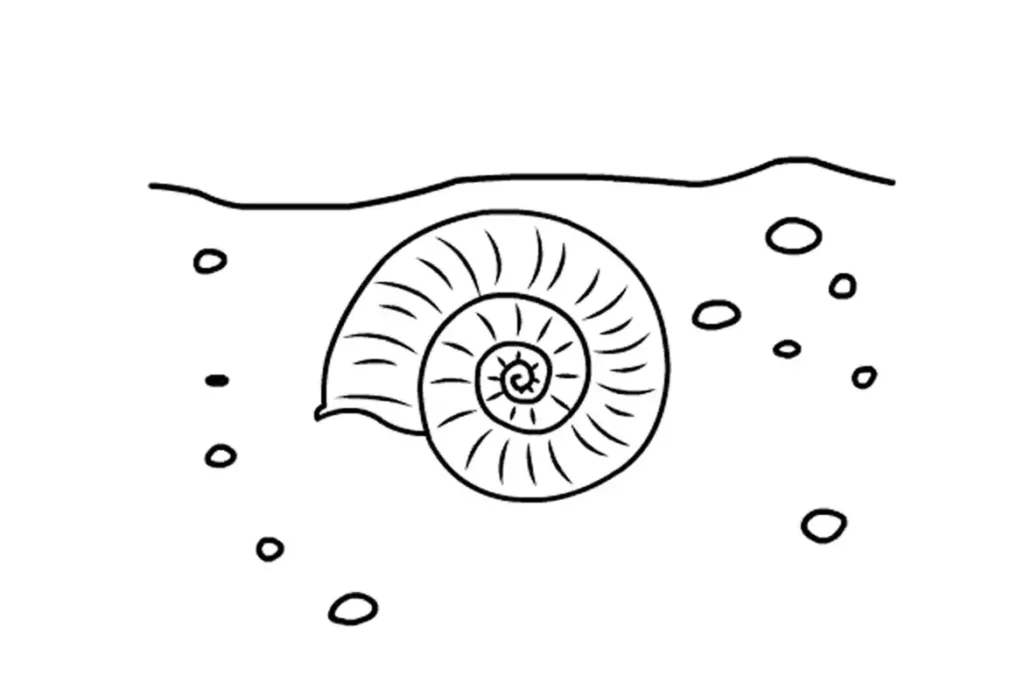 Sedimentary rock layers forming over an ancient buried ammonite shell.