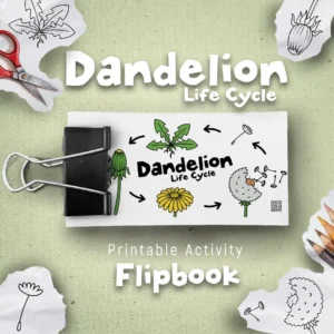 Life cycle of a dandelion flower animated flipbook