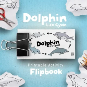Bottlenose dolphin life cycle flipbook animation, Marine mammals science activity, Digital download PDF, Life cycle stages of a dolphin, DIY dolphin lifecycle, Dolphin growth activity, Preschool coloring activity for fine motor skills practice.
