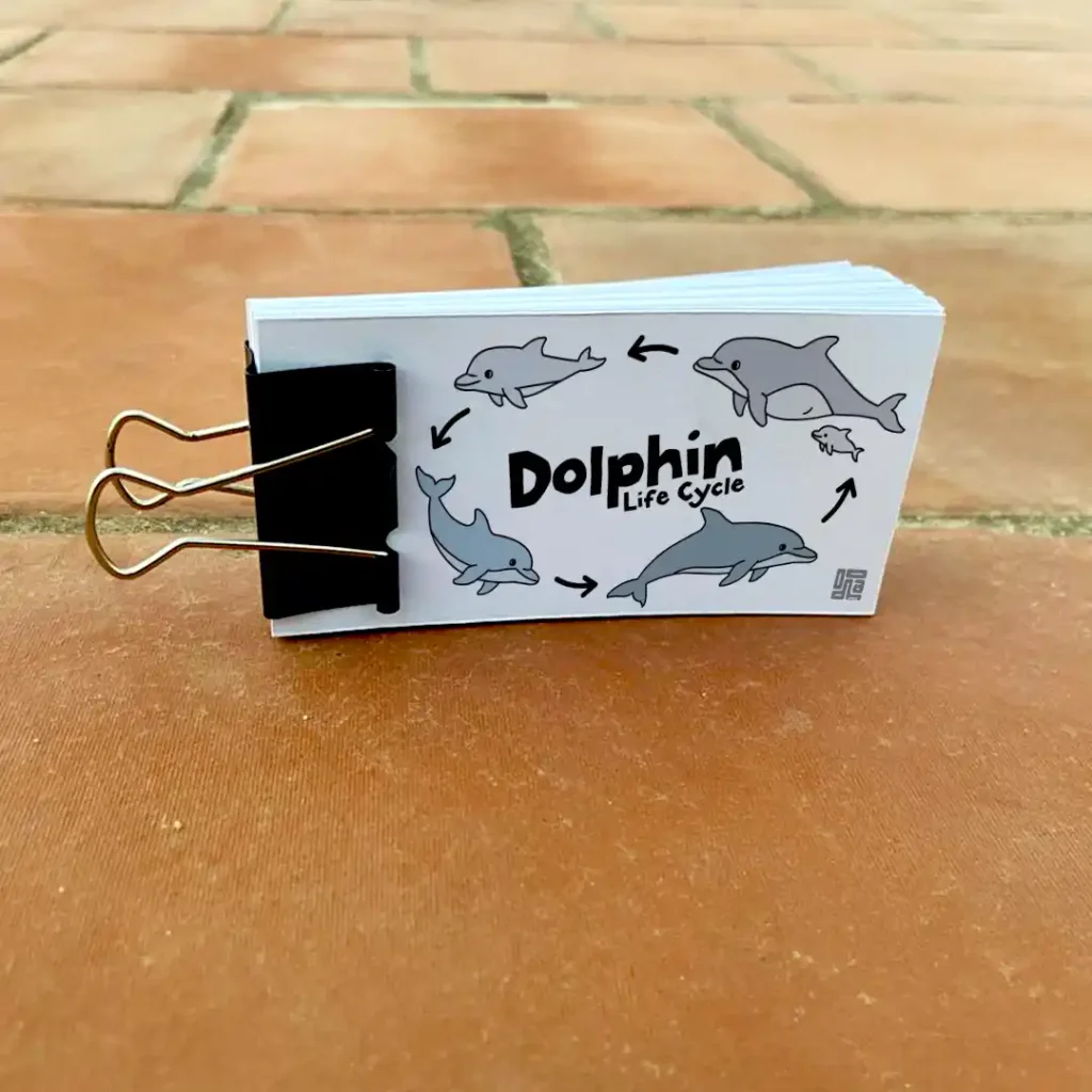 DIY dolphin life cycle science activity and digital download PDF for homeschool learning and classroom resources.